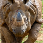 Технический анализ слота Great Rhino Deluxe математические показатели