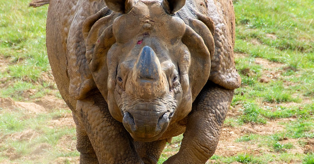 Технический анализ слота Great Rhino Deluxe математические показатели