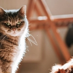 Структурный анализ игрового автомата The Dog House