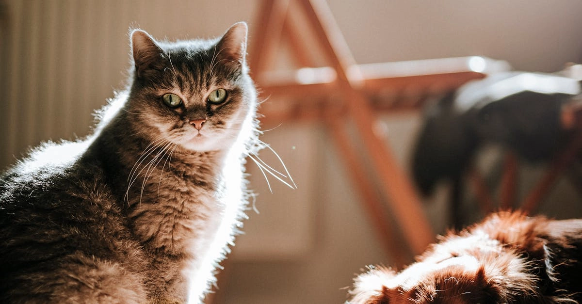 Структурный анализ игрового автомата The Dog House